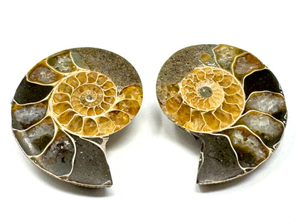 Ammonite Pair 4.5cm
