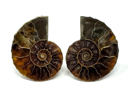 Ammonite Pair 4.5cm