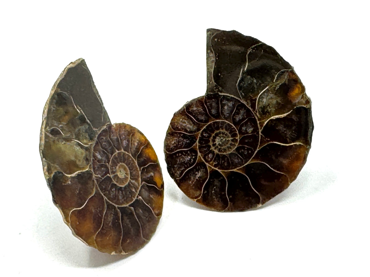 Ammonite Pair 4.5cm