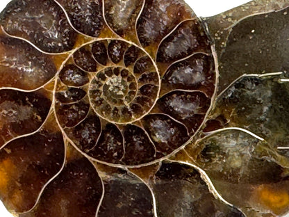 Ammonite Pair 4.5cm