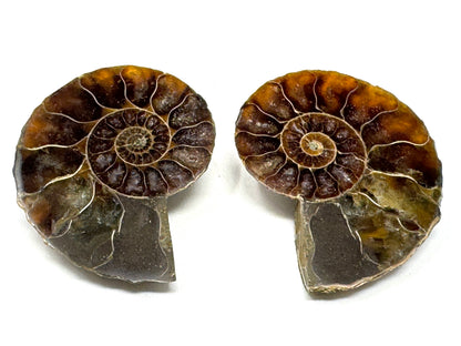 Ammonite Pair 4.5cm