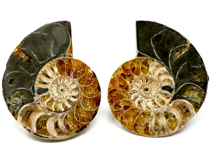 Ammonite Pair 4.2cm