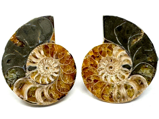 Ammonite Pair 4.2cm