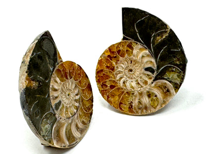 Ammonite Pair 4.2cm