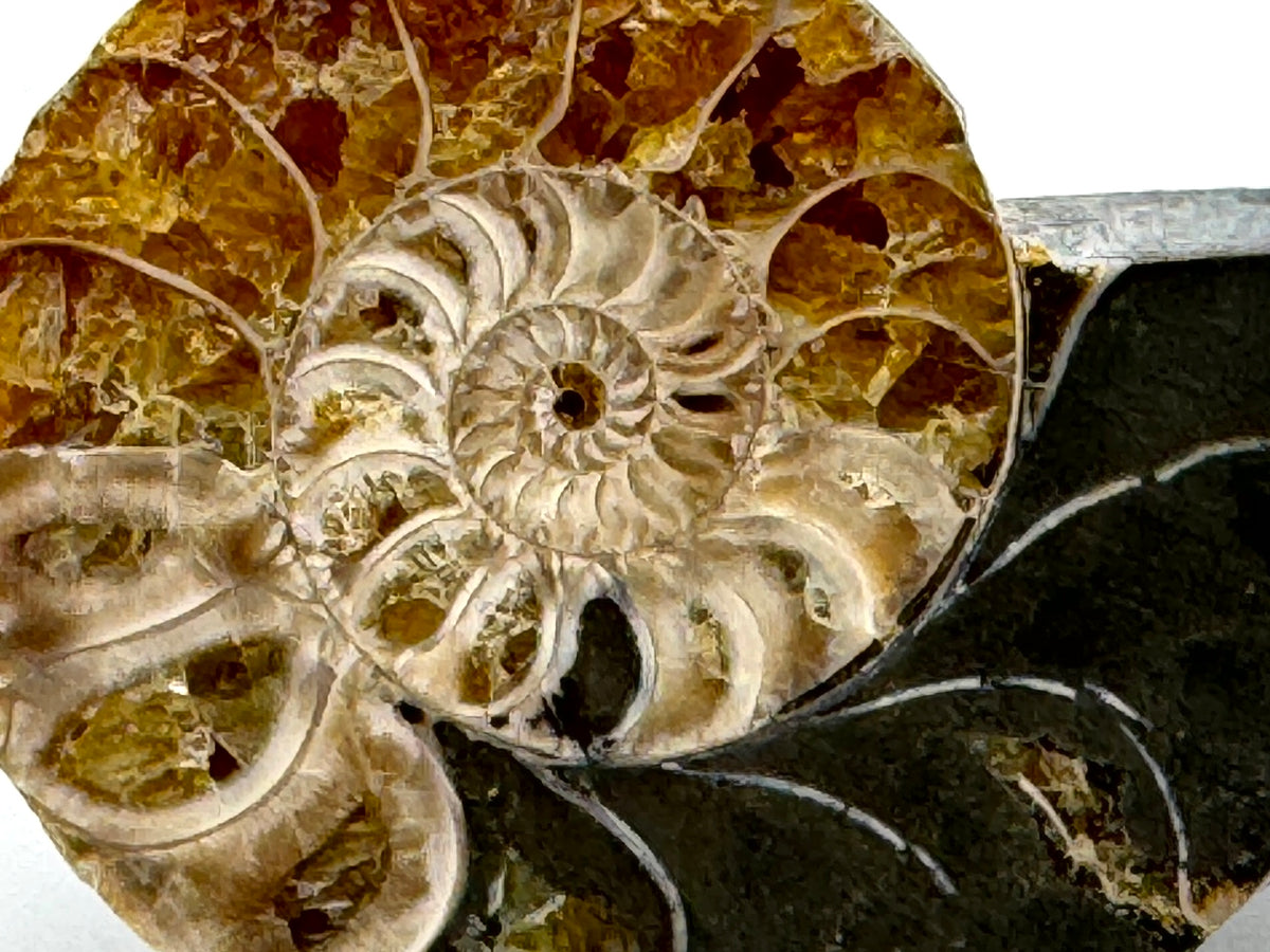 Ammonite Pair 4.2cm