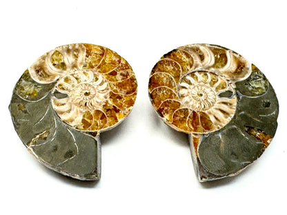 Ammonite Pair 4.2cm