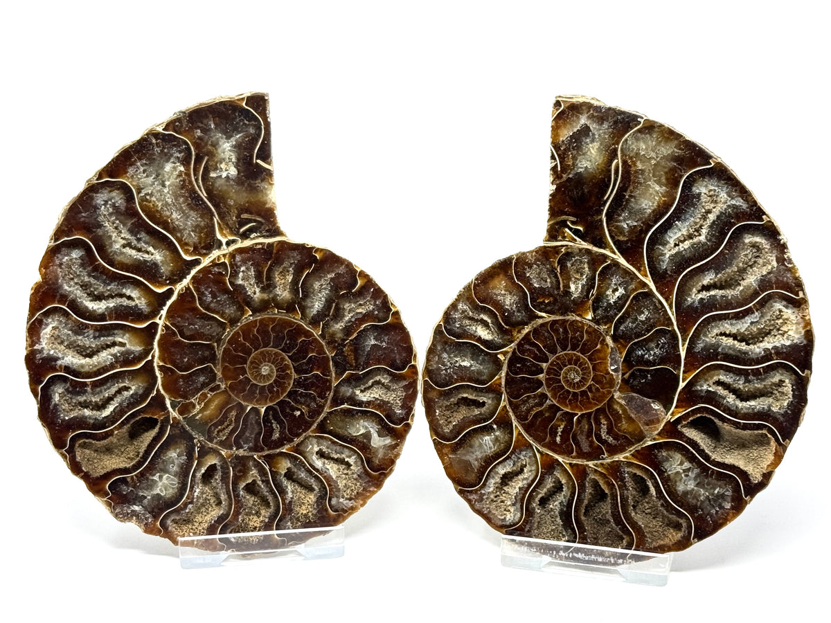 Ammonite Pair 11.6cm