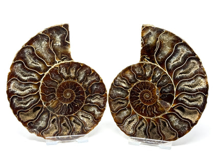 Ammonite Pair 11.6cm