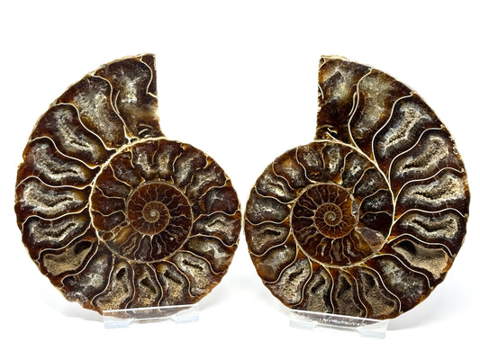 Ammonite Pair 11.6cm