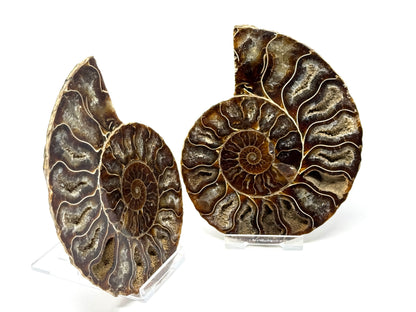 Ammonite Pair 11.6cm