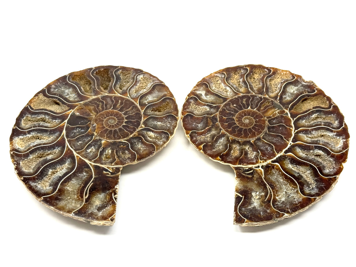 Ammonite Pair 11.6cm