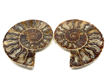 Ammonite Pair 11.6cm
