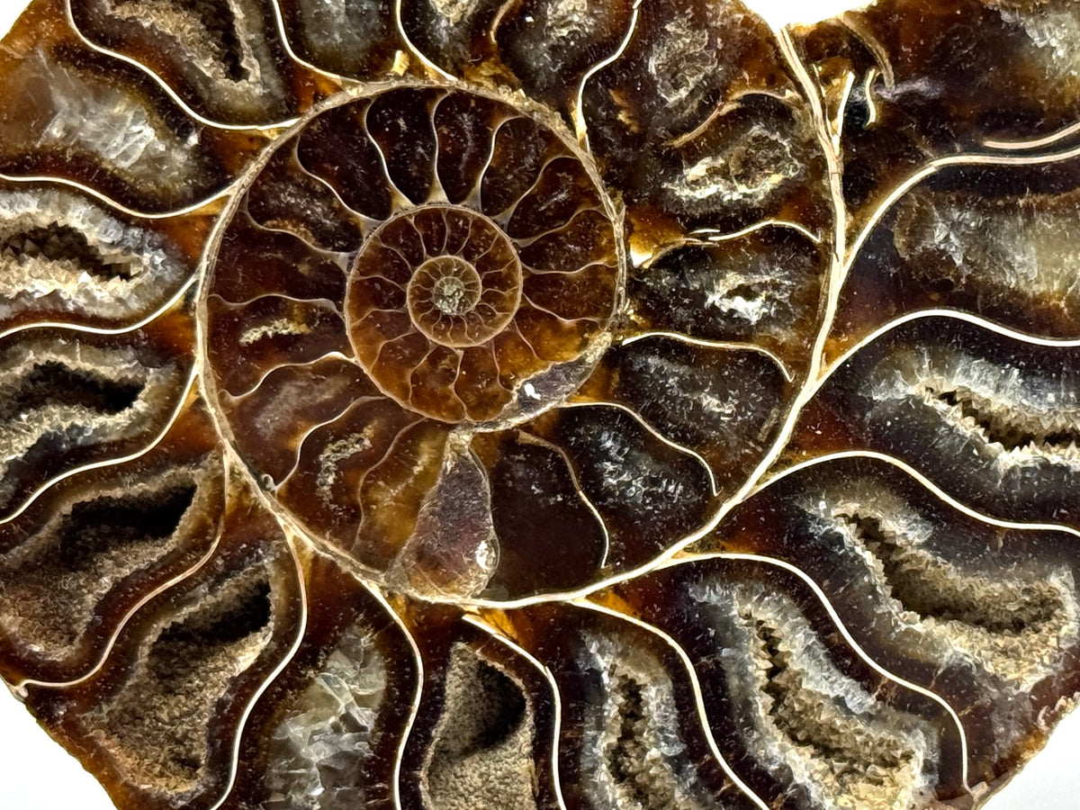 Ammonite Pair 11.6cm