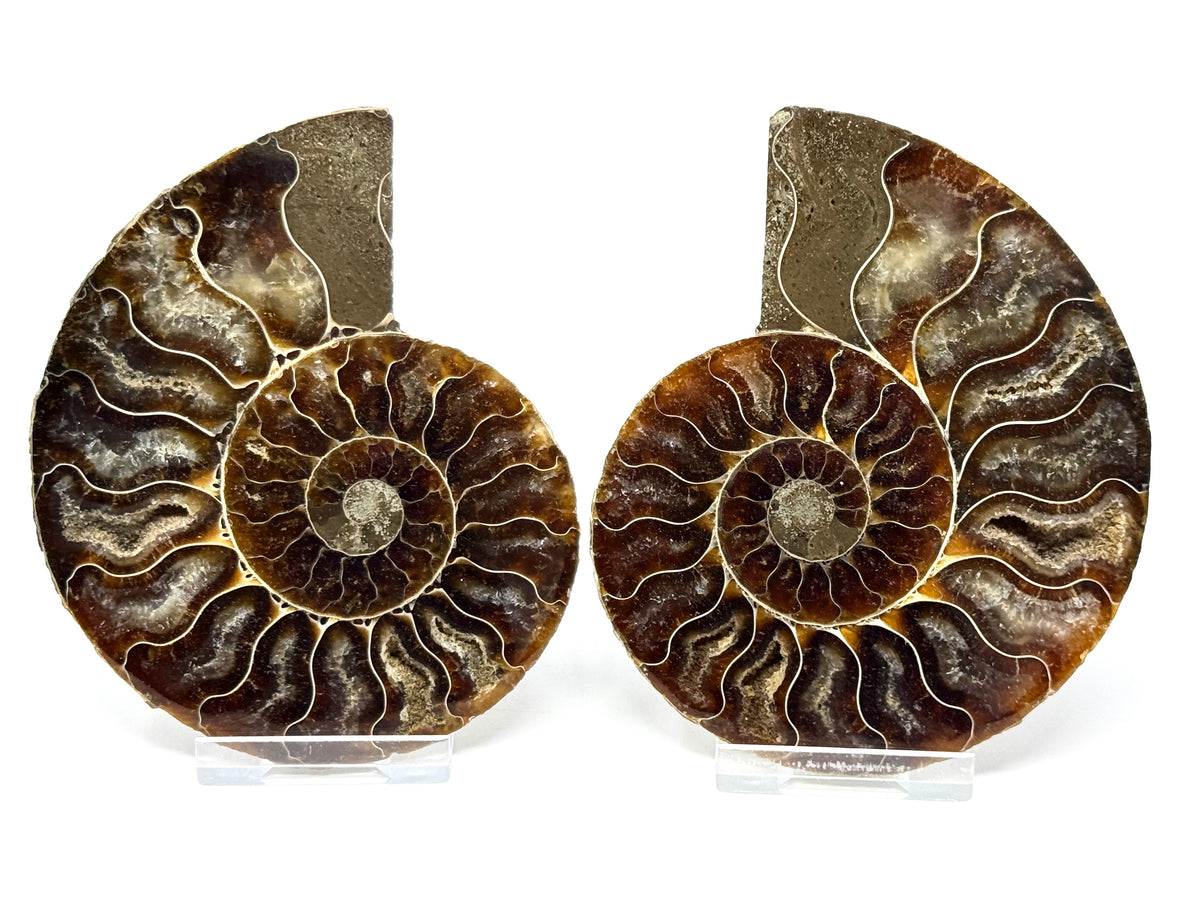 Ammonite Pair 10.7cm