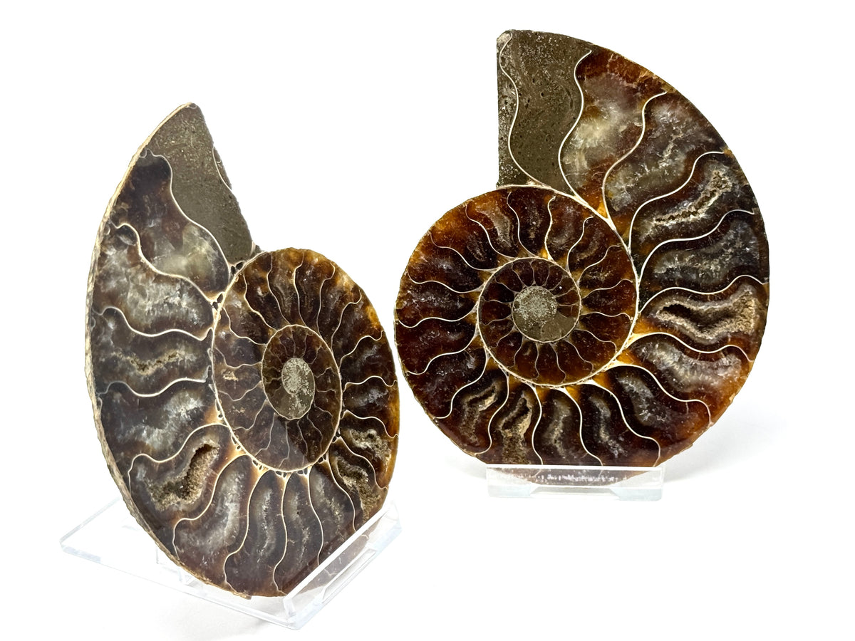 Ammonite Pair 10.7cm