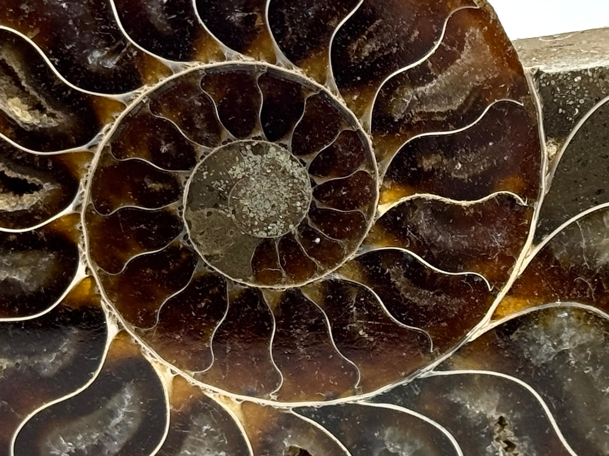 Ammonite Pair 10.7cm