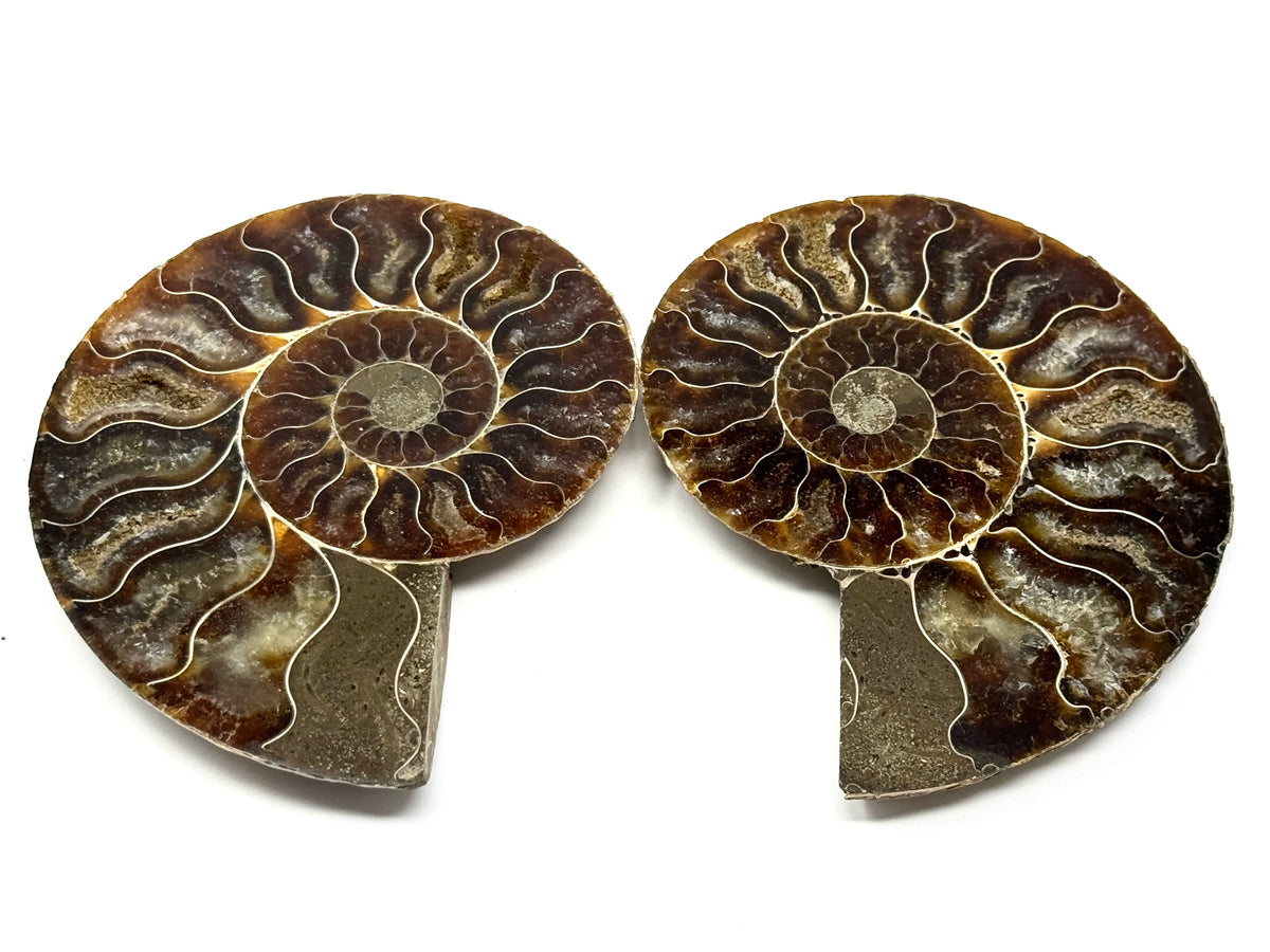 Ammonite Pair 10.7cm