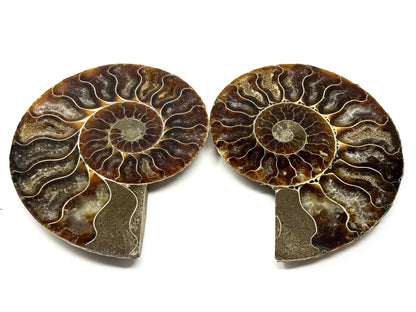 Ammonite Pair 10.7cm