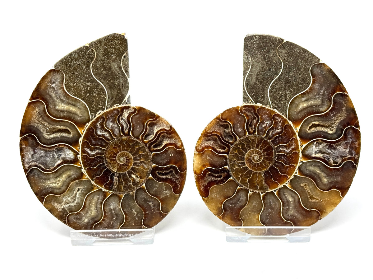 Ammonite Pair 9.9cm