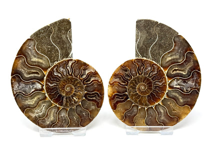 Ammonite Pair 9.9cm
