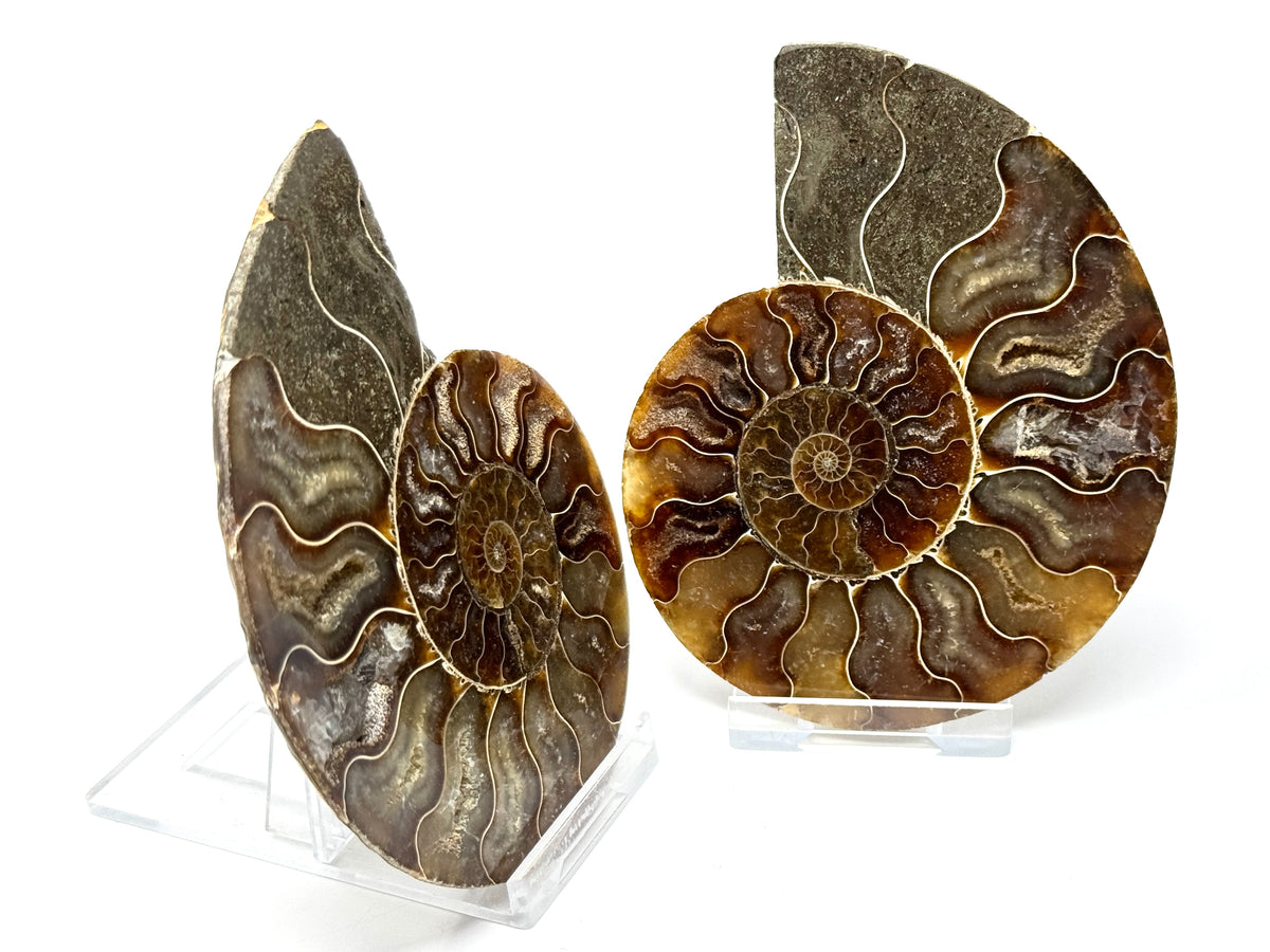Ammonite Pair 9.9cm