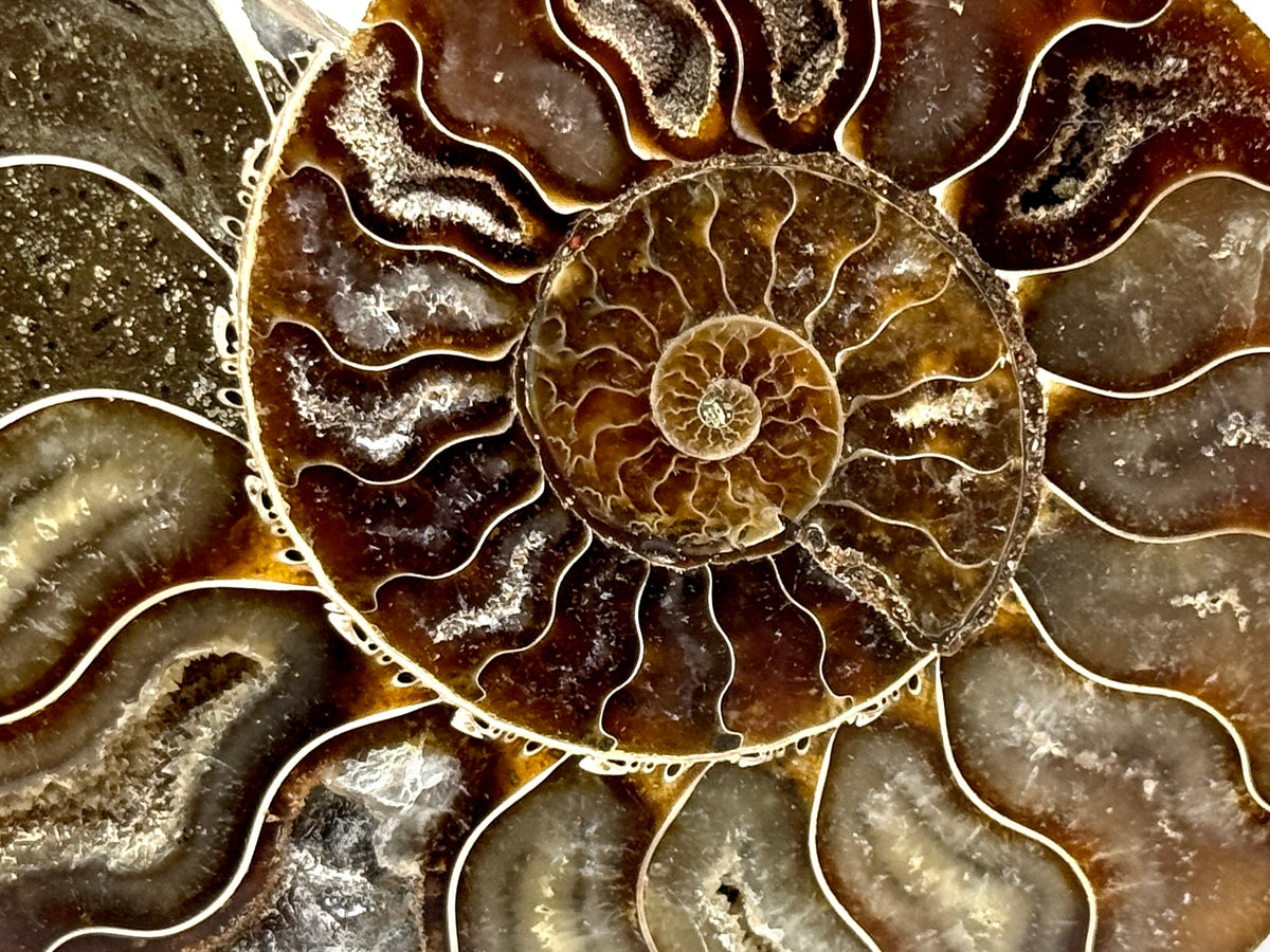 Ammonite Pair 9.9cm
