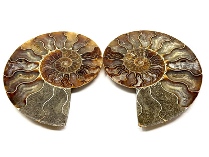 Ammonite Pair 9.9cm