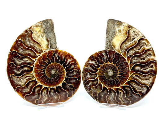 Ammonite Pair 13.5cm