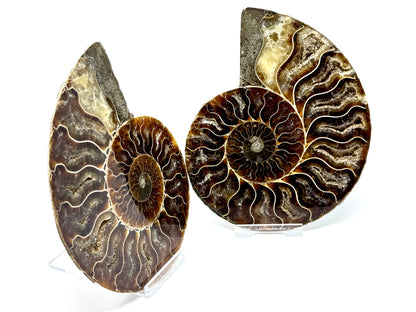 Ammonite Pair 13.5cm
