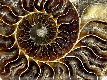 Ammonite Pair 13.5cm