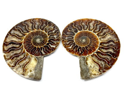 Ammonite Pair 13.5cm