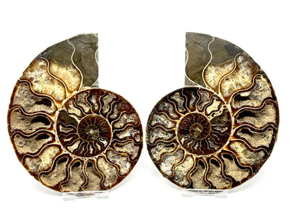Ammonite Pair 14.9cm