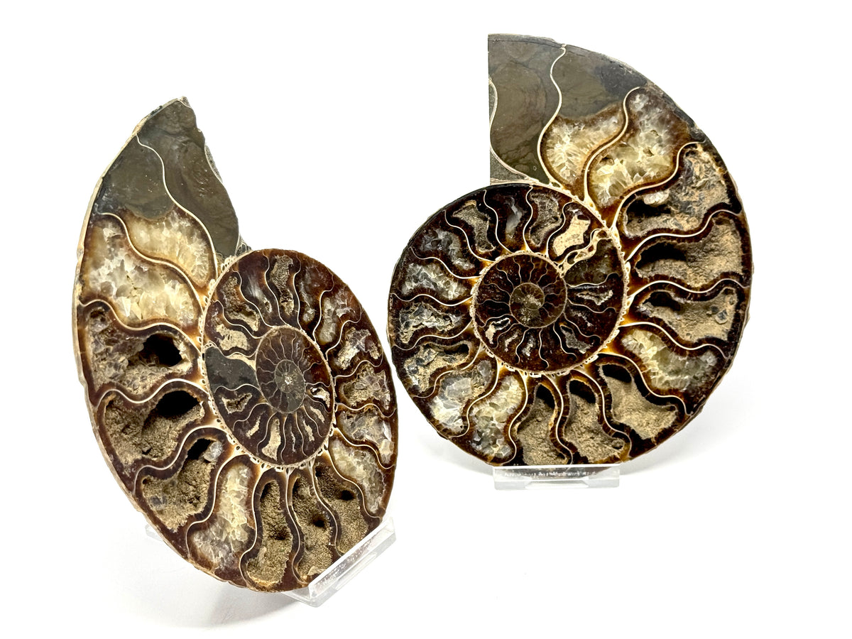 Ammonite Pair 14.9cm