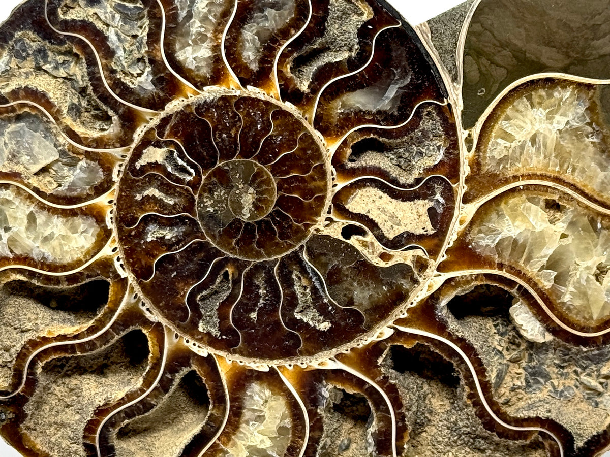 Ammonite Pair 14.9cm