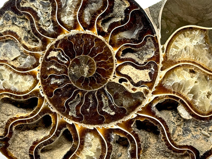 Ammonite Pair 14.9cm