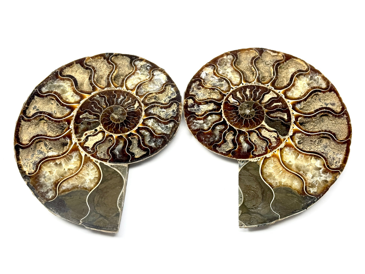 Ammonite Pair 14.9cm