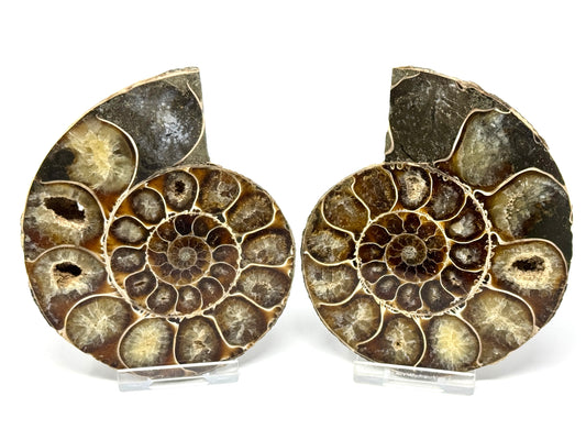 Ammonite Pair 10.7cm