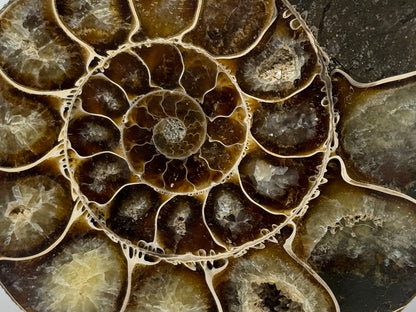Ammonite Pair 10.7cm