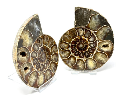 Ammonite Pair 10.7cm