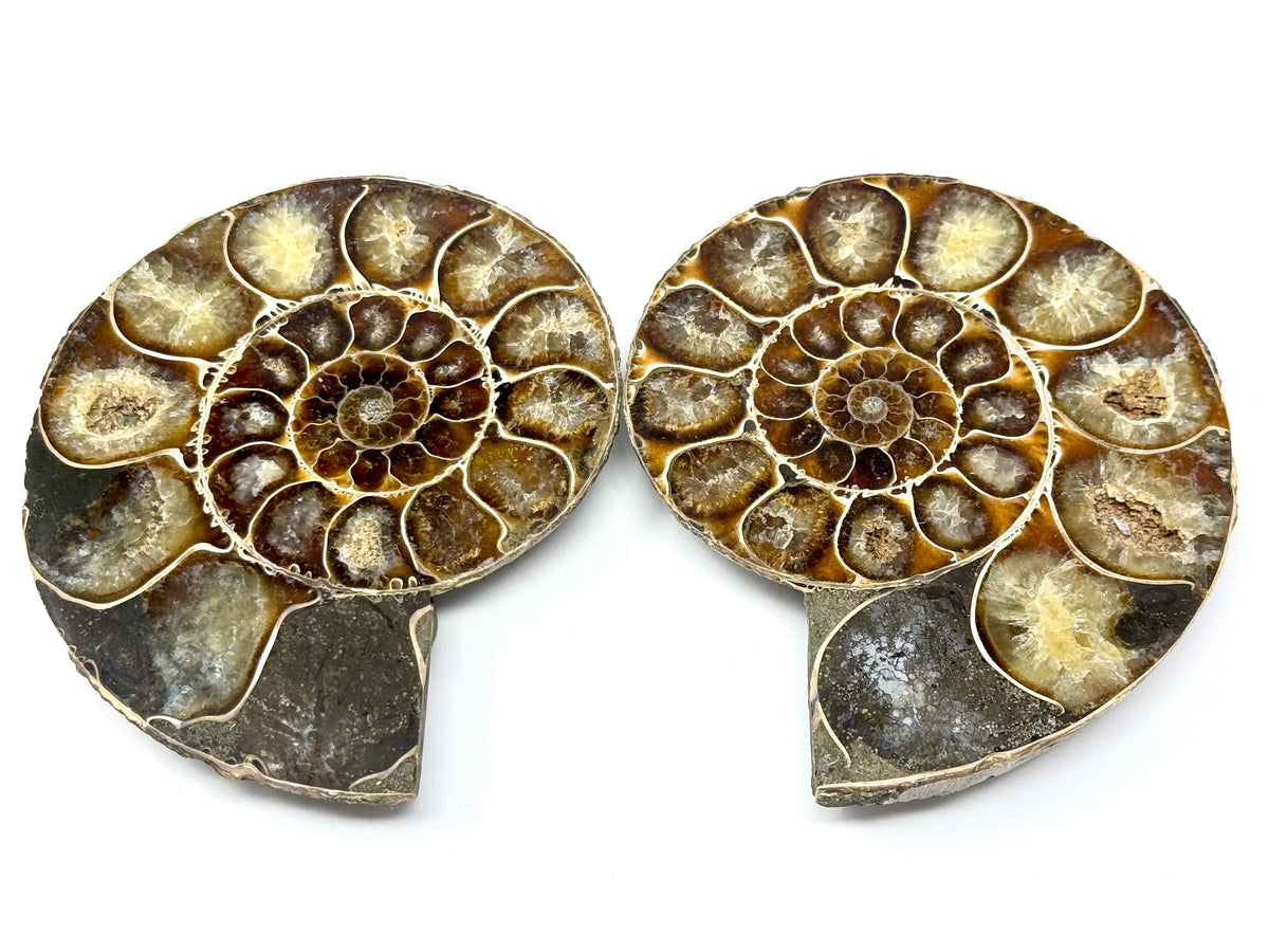 Ammonite Pair 10.7cm