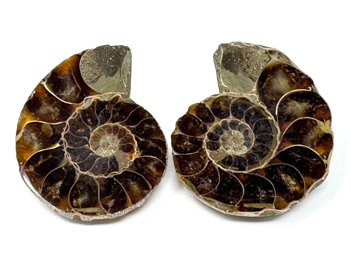 Ammonite Pair 4.5cm