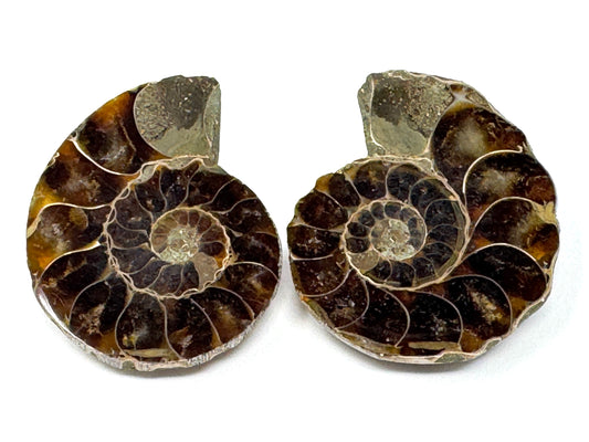 Ammonite Pair 4.5cm