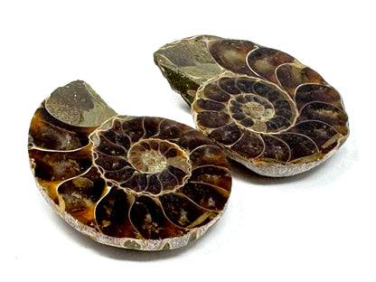 Ammonite Pair 4.5cm