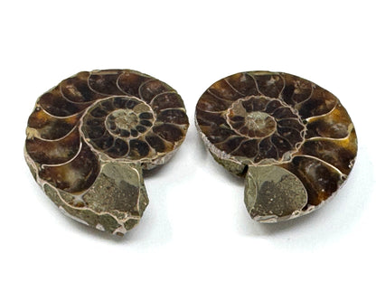 Ammonite Pair 4.5cm