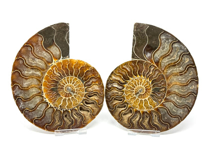 Ammonite Pair 14.4cm