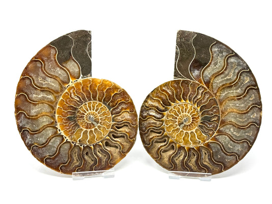 Ammonite Pair 14.4cm