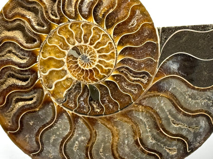 Ammonite Pair 14.4cm