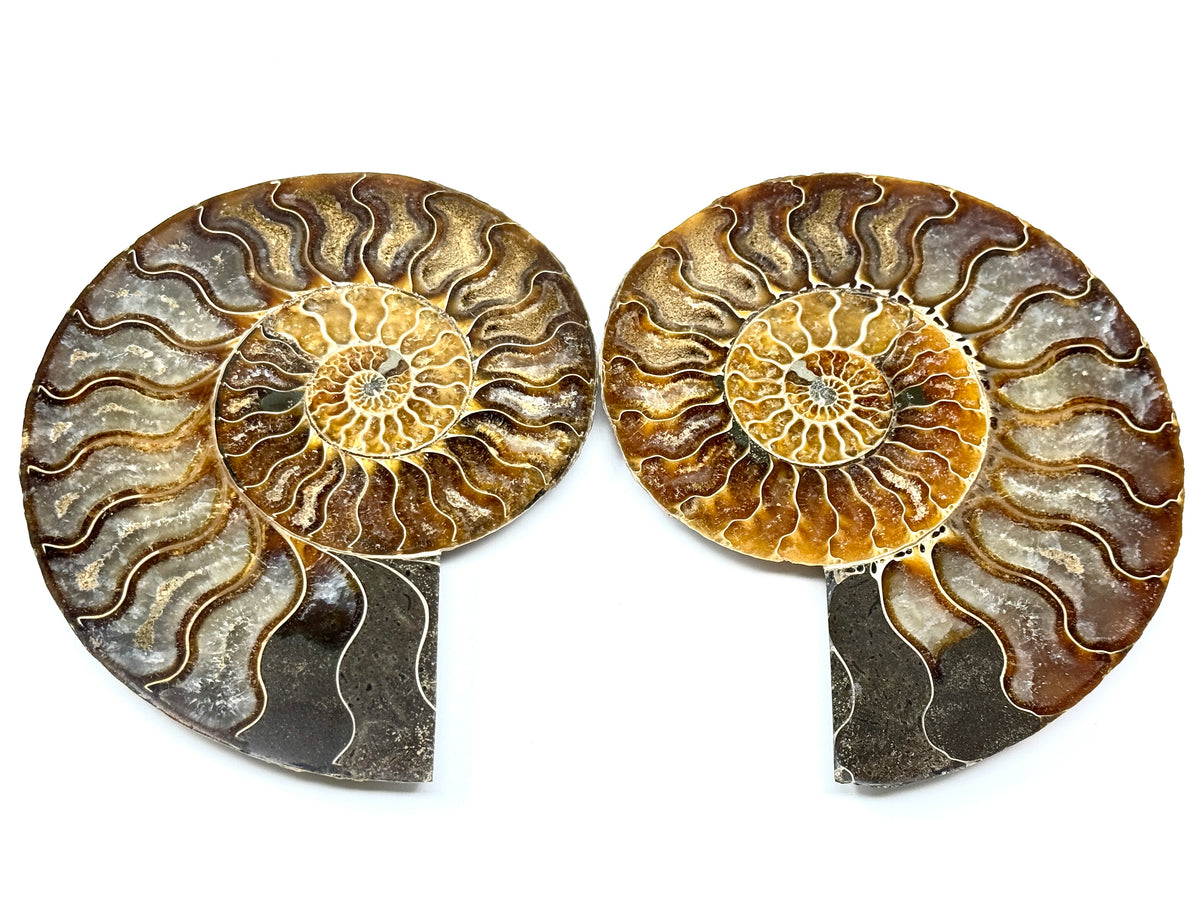 Ammonite Pair 14.4cm