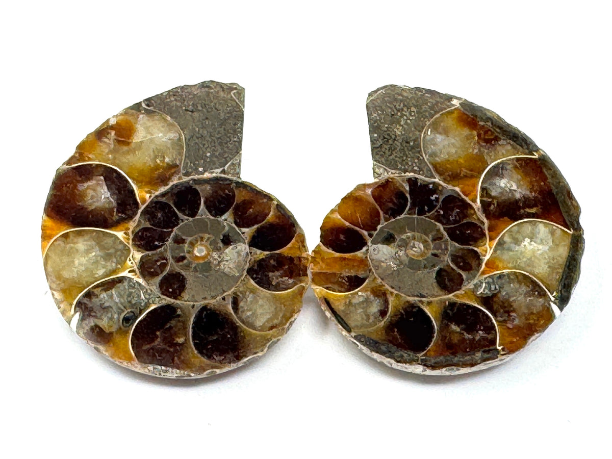 Ammonite Pair 4.4cm