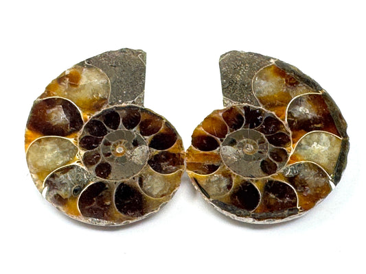 Ammonite Pair 4.4cm
